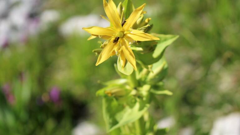 Genziana lutea: fra storia e leggenda